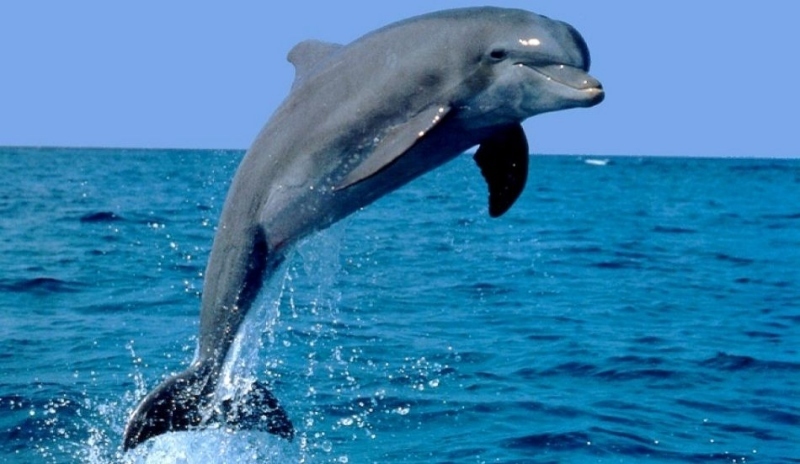 delfin.jpg, 148kB