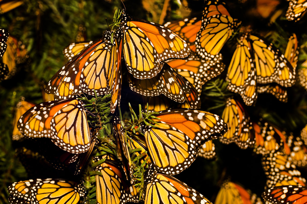 monarcha.jpg, 323kB